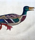 Conrad Gesner - First Issue - Wild Duck, bird - Folio hand