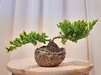 Jeneverbes bonsai (Juniperus) - Hoogte (boom): 15 cm -