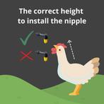 Drinkemmer kippen - Kip - Andere dieren, Dieren en Toebehoren, Verzenden, Nieuw