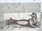 Conrad Gesner [Konrad Gessner] 1516-1565: Fishbuch: Seals,, Antiek en Kunst