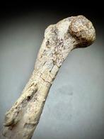 Dinosaurijnkuitbeen - Dijbeen - Fossiel skelet -