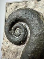 Prachtig inktvisfossiel in passend tentoonstellingskader -, Verzamelen