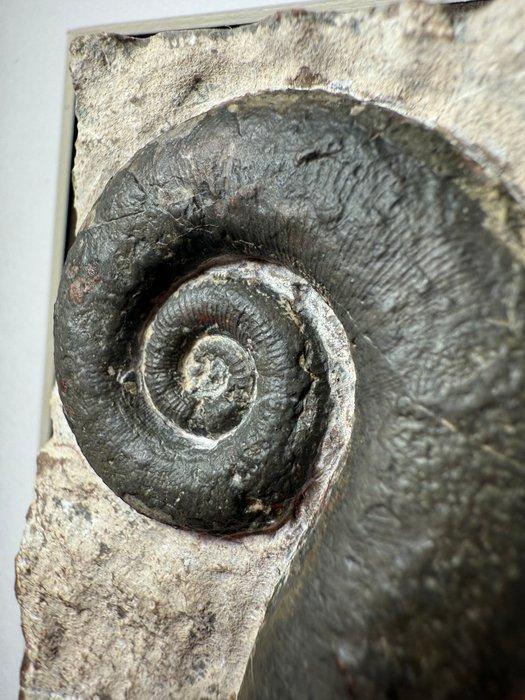 Prachtig inktvisfossiel in passend tentoonstellingskader -, Verzamelen, Mineralen en Fossielen