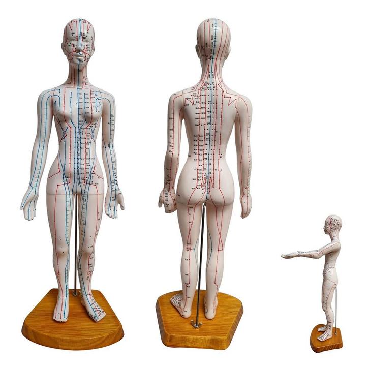 Acupunctuur en meridianen model (vrouw, 50 cm), Sport en Fitness, Massageproducten