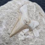 Grote natuurlijke tand van voorouder megalodon in matrix -