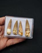 Spinosaurus - Fossiele tand - Spinosaurus aegyptiacus