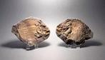 Vis - Gefossiliseerd dier - Bobasatrania mahavavica - 13.1