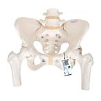 Anatomie model bekken en lumbale wervelkolom vrouw, Verzenden, Nieuw