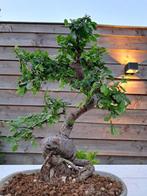 Chinese iep bonsai (Ulmus parviflora) - Hoogte (boom): 27 cm