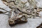 Dinosaurus - Gefossiliseerd dier - Psittacosaurus - 45 cm -, Verzamelen, Mineralen en Fossielen