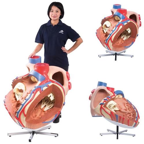 Anatomie model hart, reuzenmodel, 8x vergroot, Sport en Fitness, Overige Sport en Fitness, Nieuw, Verzenden