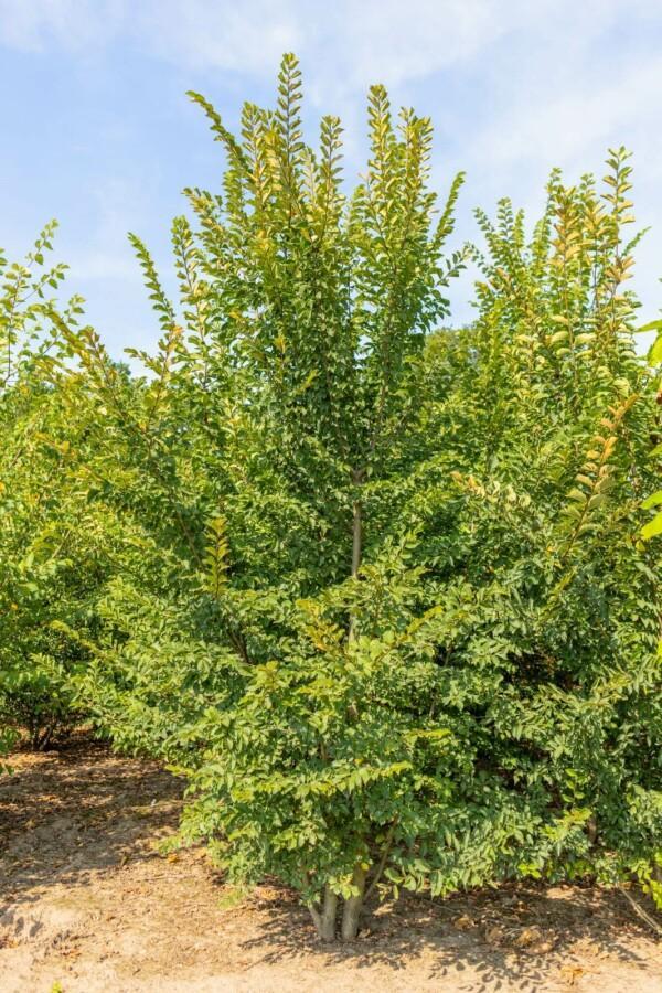 Ulmus minor Jacqueline Hillier meerstammig 200-250, Tuin en Terras, Planten | Tuinplanten
