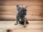 Prachtige Franse bulldog pups zoeken een goed huis, Meerdere, Parvo, Bulldog, Meerdere dieren