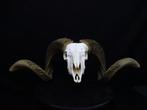 Sheep Skull with large curled horns Bot - Ovis aries - 0 cm, Nieuw