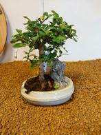Fukien theeboom bonsai (Carmona retusa) - Hoogte (boom): 17