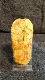 Neolithisch Steengoed gepolijste biface-bijl uit het