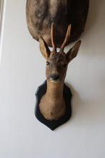 Ree Taxidermie wandmontage - Capreolus capreolus - 64 cm -, Verzamelen, Dierenverzamelingen, Nieuw