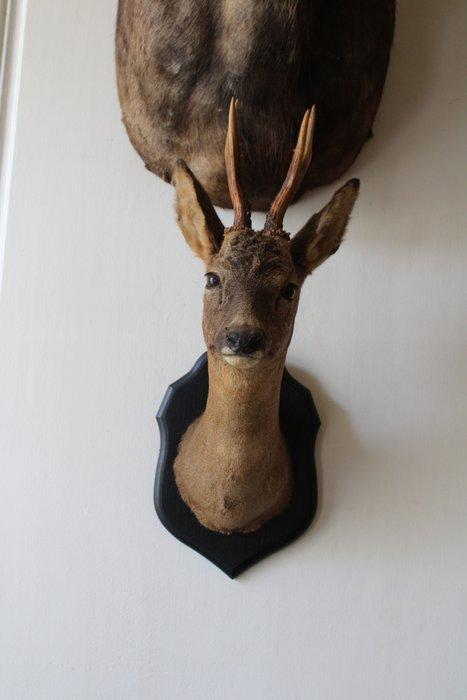 Ree Taxidermie wandmontage - Capreolus capreolus - 64 cm -, Verzamelen, Dierenverzamelingen