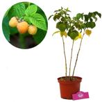 Gele Framboos Fallgold, Tuin en Terras, Verzenden, Halfschaduw