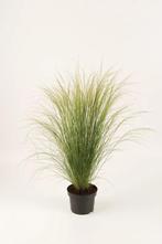 Stipa tenuissima Pony Tails™ (witte bloempluimen), Volle zon, Vaste plant, Siergrassen, Ophalen of Verzenden