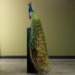 Blauwe Pauw Taxidermie Opgezette Dieren By Max, Verzamelen, Dierenverzamelingen, Ophalen of Verzenden, Nieuw, Vogel, Opgezet dier