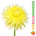 The Bulb Farmers - 12 x Dahlia Bilbao - geel, Voorjaar, Bloembol, Verzenden, Volle zon