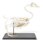 Anatomie model skelet gans, Nieuw, Verzenden
