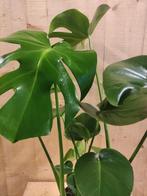 Monstera Deliciosa 70 cm hoog kamerplant - Warentuin Natuurl, Verzenden