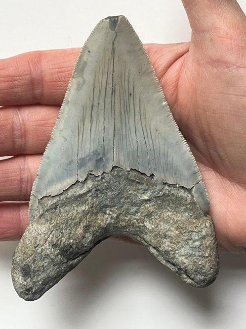 Megalodon tand 11,5 cm - Fossiele tand - Carcharocles, Verzamelen, Mineralen en Fossielen