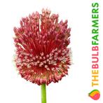 The Bulb Farmers - 18 x Allium Red Mohican - bordeaux, Tuin en Terras, Bloembollen en Zaden, Bloembol, Najaar, Verzenden, Volle zon