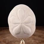 Cabinet de Curiosity - Sun Dollar - Zee-egel - Decoratieve, Nieuw