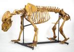 Holenbeer - Fossiel skelet - Ursus Spelaeus, Verzamelen