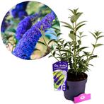 Buddleja Empire Blue + pot 19cm, Tuin en Terras, Verzenden