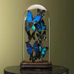 Vlinders in Stolp Taxidermie Opgezette Dieren By Max, Verzamelen, Dierenverzamelingen, Ophalen of Verzenden, Nieuw, Insect, Opgezet dier