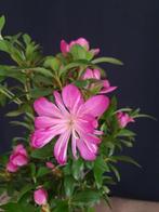 Satsuki Azalea – Geen minimumprijs - Hoogte (boom): 35 cm -