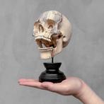 Snijwerk, NO RESERVE PRICE - Stunning Wooden Human Skull