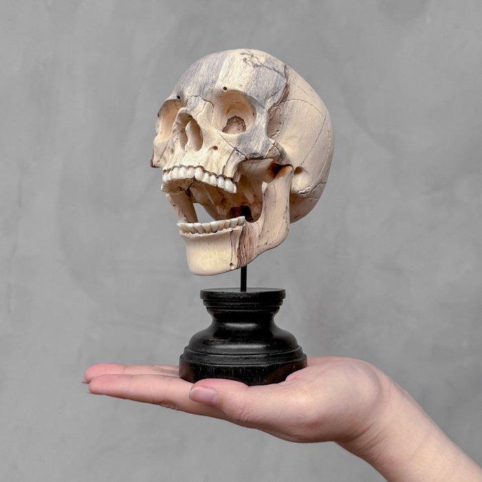Snijwerk, NO RESERVE PRICE - Stunning Wooden Human Skull, Antiek en Kunst, Kunst | Designobjecten