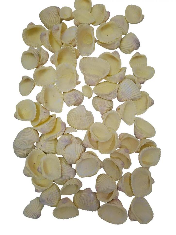 Chippy Pastel schelpen Yellow washed 1 kilo, Hobby en Vrije tijd, Knutselen, Nieuw, Ophalen of Verzenden