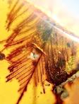 Amber - Cabochon - Dinosaur Or Bird Hair Feather& insect -
