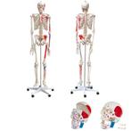 Anatomie model menselijk skelet met spieren, Nieuw, Verzenden