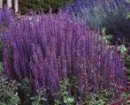 Salvia Nemorosa Ostfriesland (Blauw, Winterharde planten), Ophalen of Verzenden, Vaste plant, Siergrassen, Halfschaduw