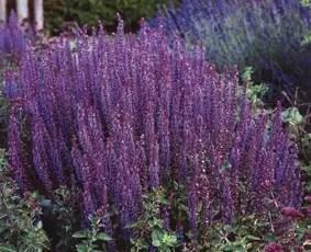 Salvia Nemorosa Ostfriesland (Blauw, Winterharde planten) beschikbaar voor biedingen