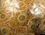 Uitstekend fossiel koraal - Gepolijst - Gefossiliseerd dier, Verzamelen, Mineralen en Fossielen