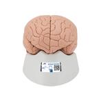 Anatomie model hersenen, 4-delig, Nieuw
