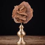 Cabinet de Curiosity - Desert Rose-kristallen - Messing, Nieuw