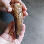 Dinosaurus - Fossiele tand - Sehr großer Spinosaurus, Verzamelen, Mineralen en Fossielen