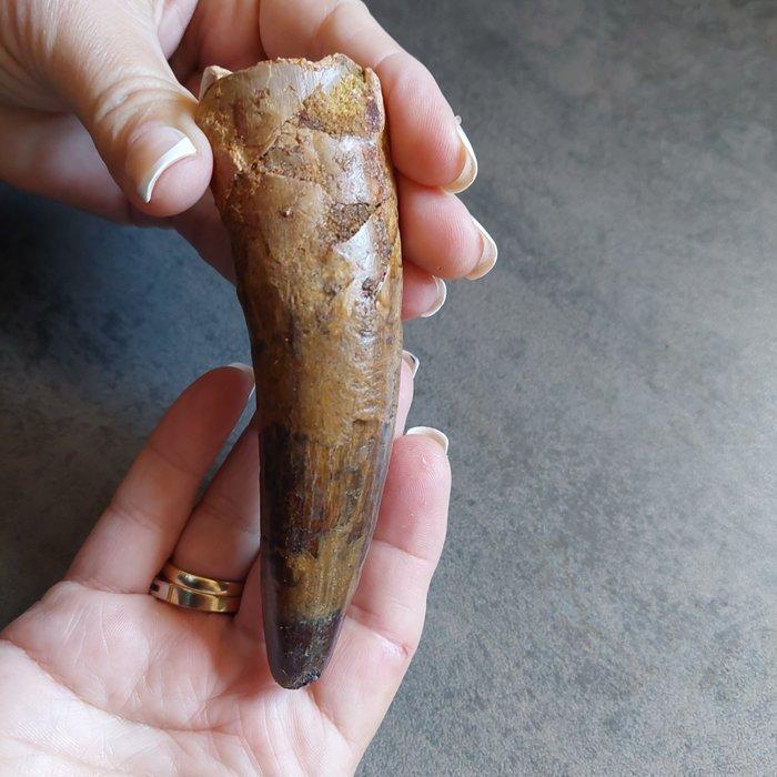 Dinosaurus - Fossiele tand - Sehr großer Spinosaurus, Verzamelen, Mineralen en Fossielen