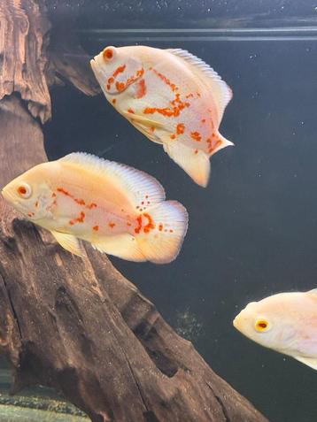Astronotus Ocellatus Super Red Chili beschikbaar voor biedingen