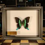Vlinder Taxidermie volledige montage - Papilio blumei - 25