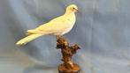 wilde duif Taxidermie volledige montage - Streptopelia, Nieuw